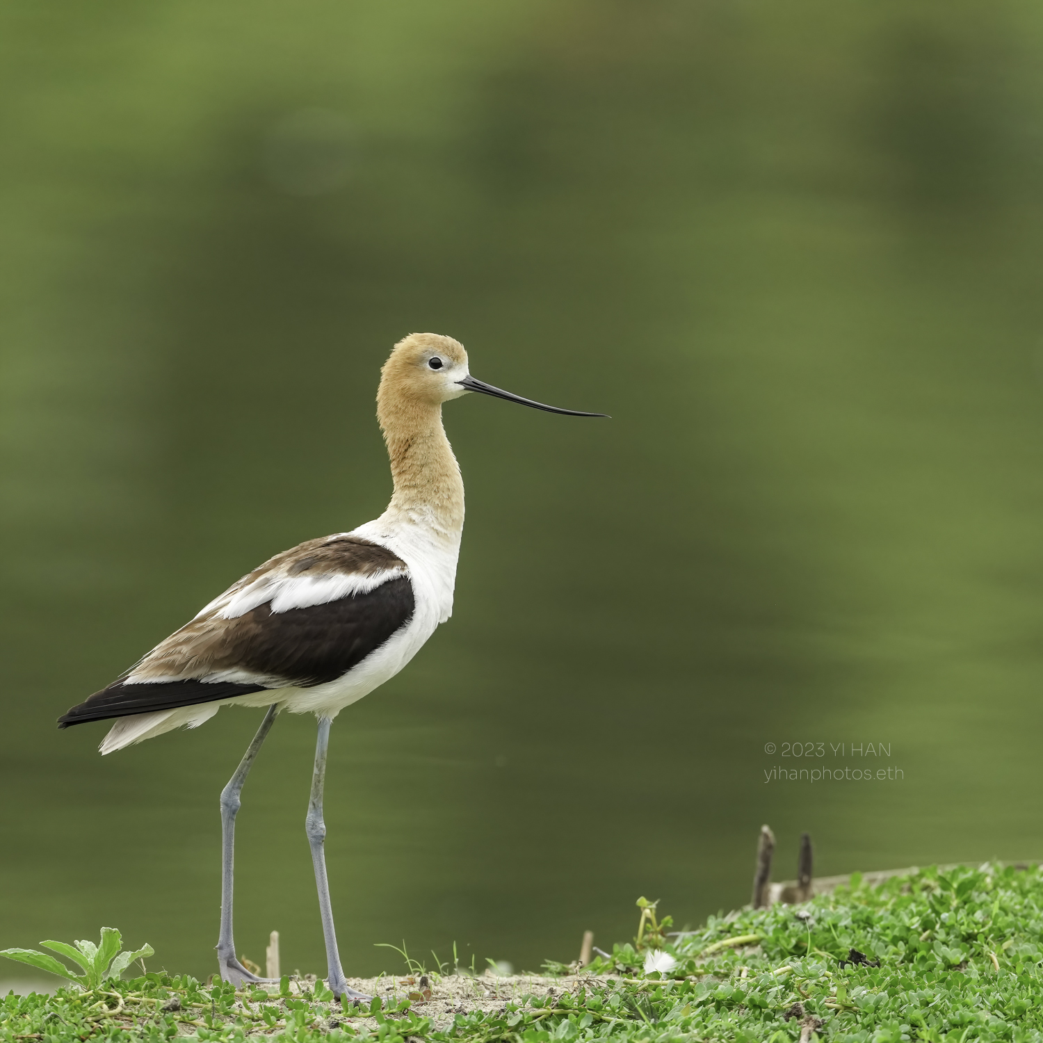 american_ avocet_2